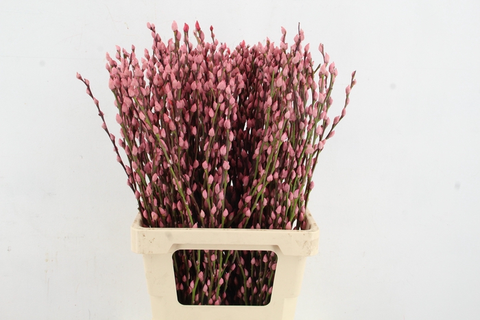 <h4>Salix Snowflake 70cm L.Pink</h4>