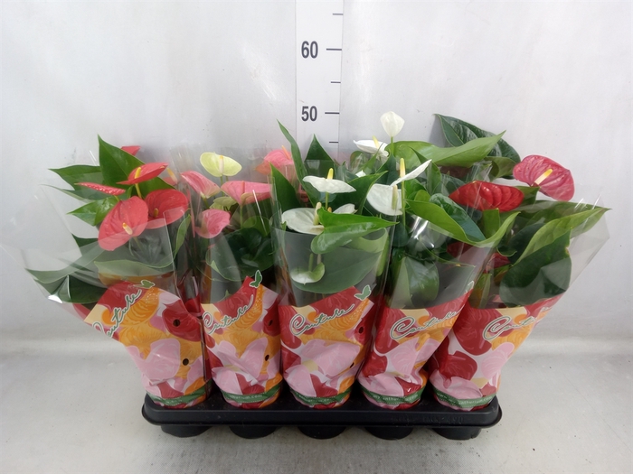 <h4>Anthurium   ...mix 4</h4>