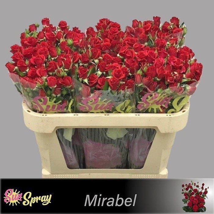 <h4>Rosa spray mirabel</h4>