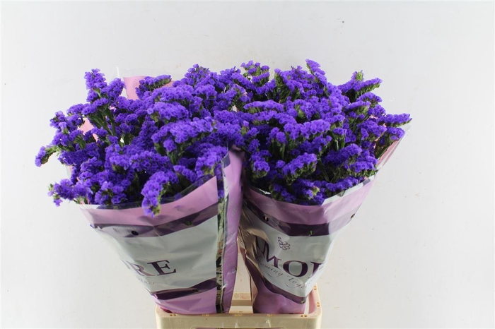 Lim S Navy Sun Birds