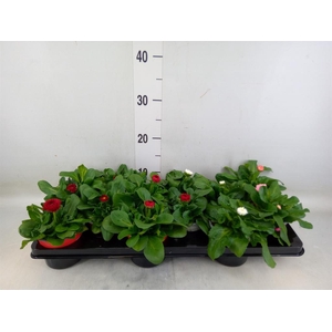 Bellis perennis 'Roggli'   ...mix