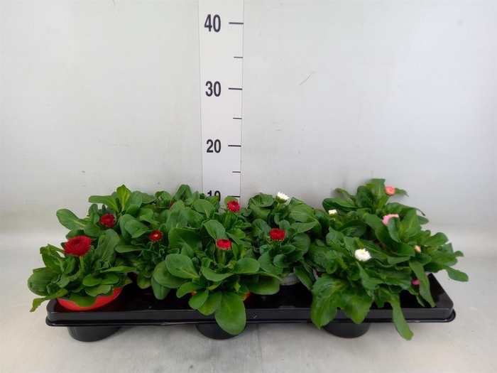 <h4>Bellis perennis 'Roggli'   ...mix</h4>