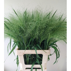 Panicum Fontaine