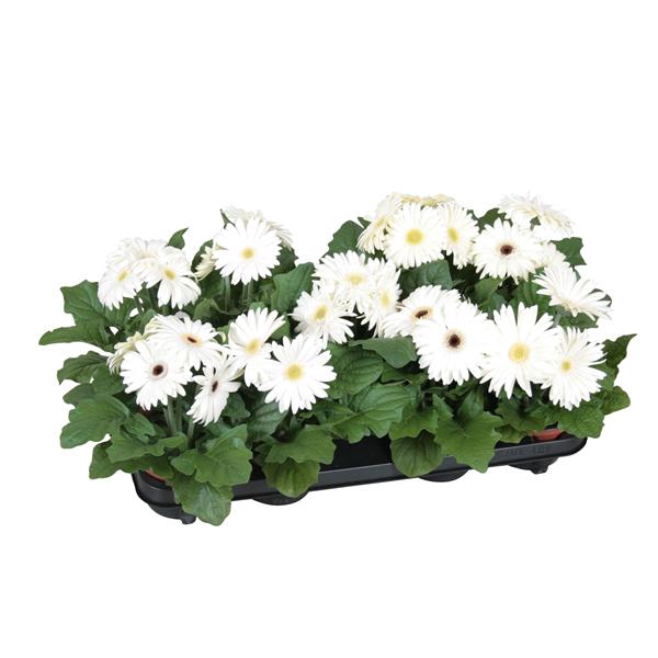 <h4>Gerbera belicht 2+12cm excellent wit</h4>
