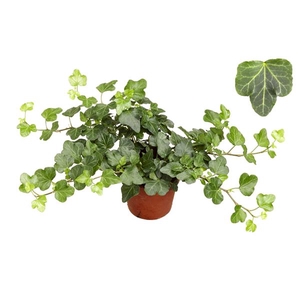 Mini Wonder 8,5cm