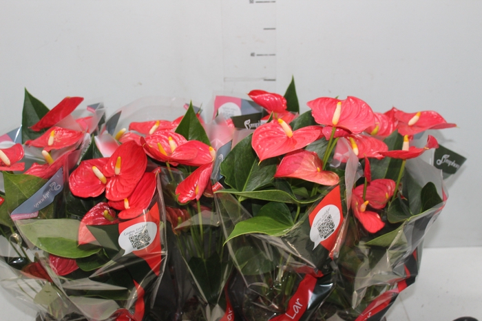 <h4>ANTHURIUM ESUDO P12</h4>