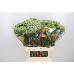 Ammi Majus Visnaga 80cm