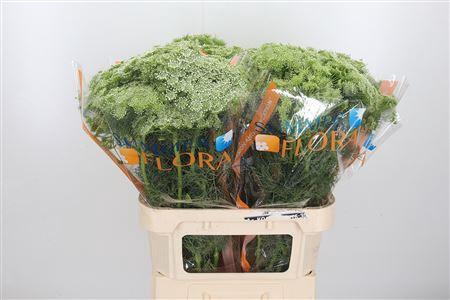 <h4>Ammi Majus Visnaga 80cm</h4>