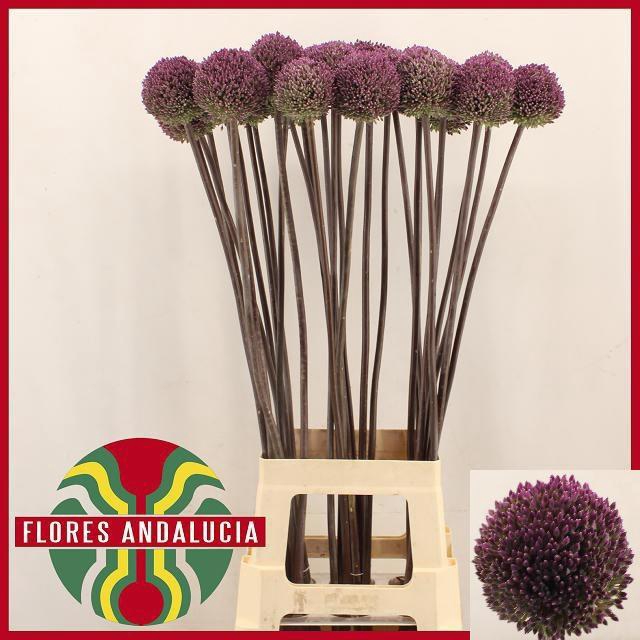 <h4>ALLIUM SUMMER DRUMME</h4>