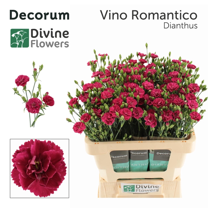 <h4>DI DIVI VINO ROMANTICO</h4>