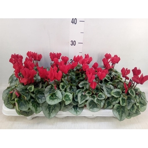 Cyclamen KL 'Picasso'