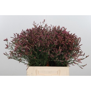 Limonium Red