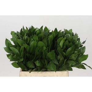 RUSCUS HYPOPHYLLUM