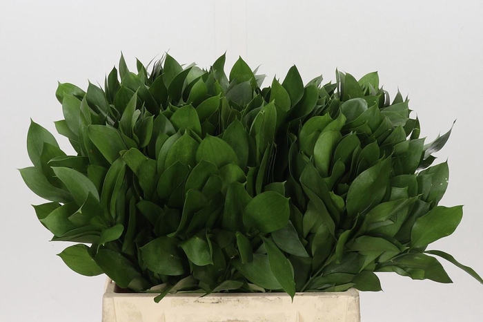 <h4>RUSCUS HYPOPHYLLUM</h4>