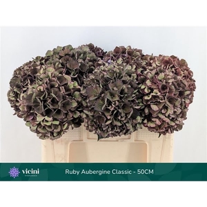 Hydr Ruby Aubergine Full Classic 50 cm Vicini