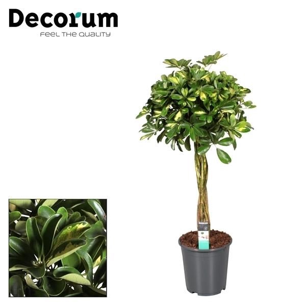 <h4>Schefflera Gold Capella multivlecht (Decorum)</h4>