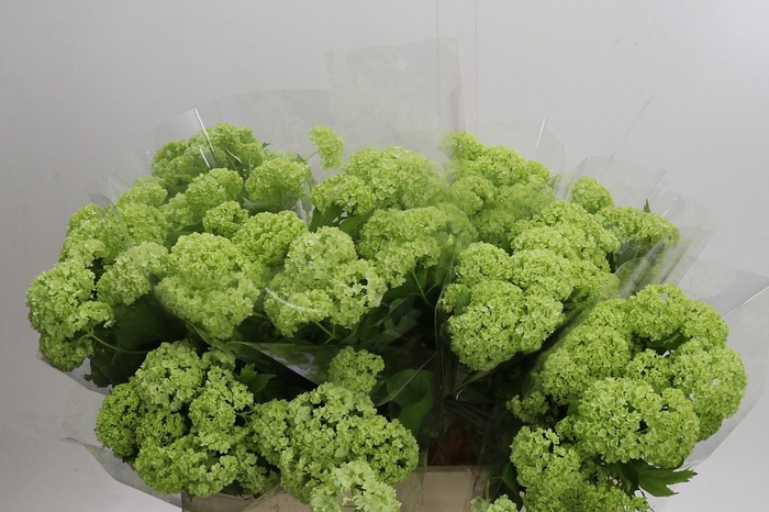 <h4>Viburnum Roseum</h4>