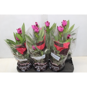 CURCUMA SIAM SPLASH P15