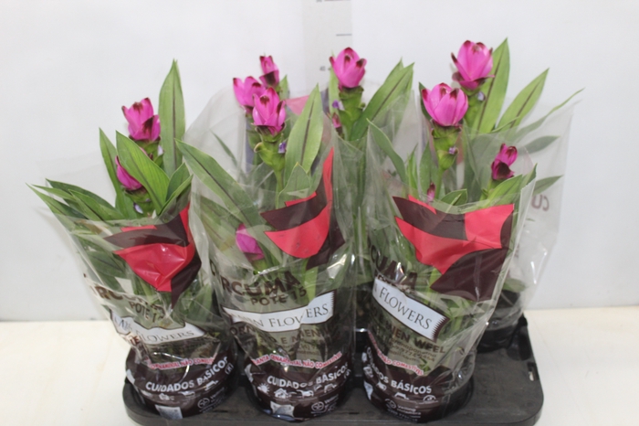 <h4>CURCUMA SIAM SPLASH P15</h4>