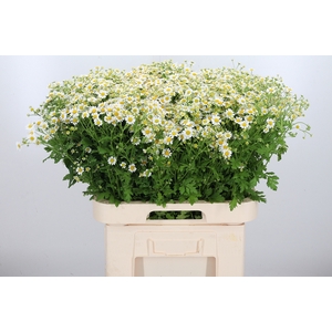 Tanacetum Pa Compact Single