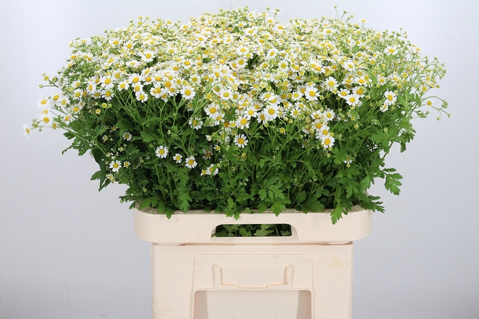 <h4>Tanacetum Pa Compact Single</h4>