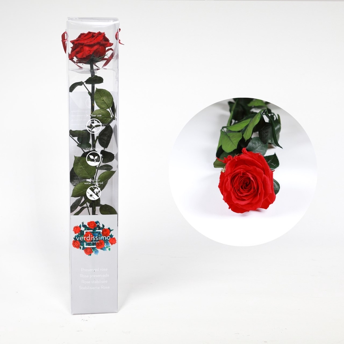 <h4>Roos op steel xl Plexi 55cm Burgundy</h4>