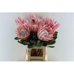 PROTEA CYNAROIDES