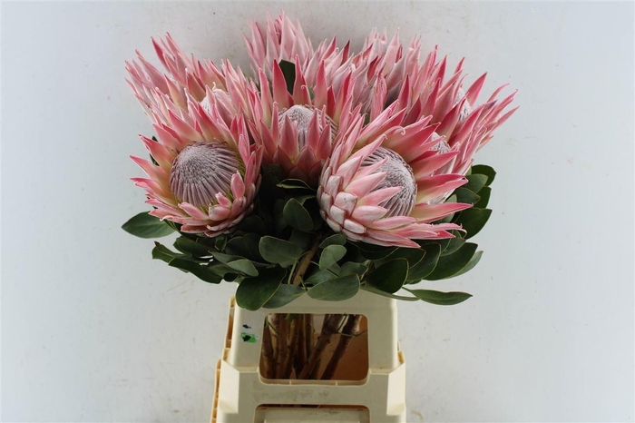 <h4>PROTEA CYNAROIDES</h4>