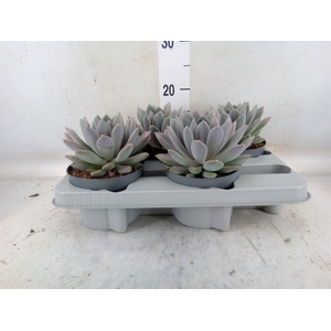 Pachyphytum  'Draco'