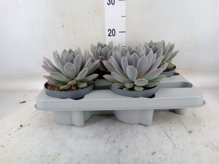 <h4>Pachyphytum  'Draco'</h4>