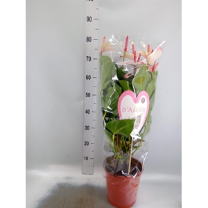 Anthurium 'Pr. Amalia Elegance'