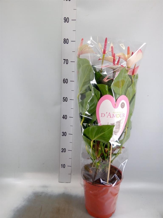 <h4>Anthurium  'Pr. Amalia Elegance'</h4>