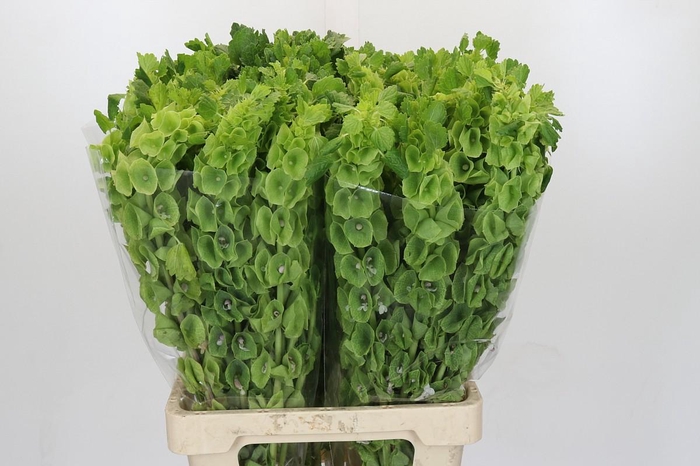 <h4>Moluccella Laevis</h4>