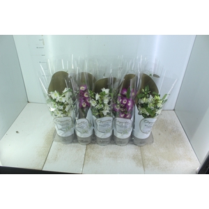 DENDROBIUM NOBILY P12