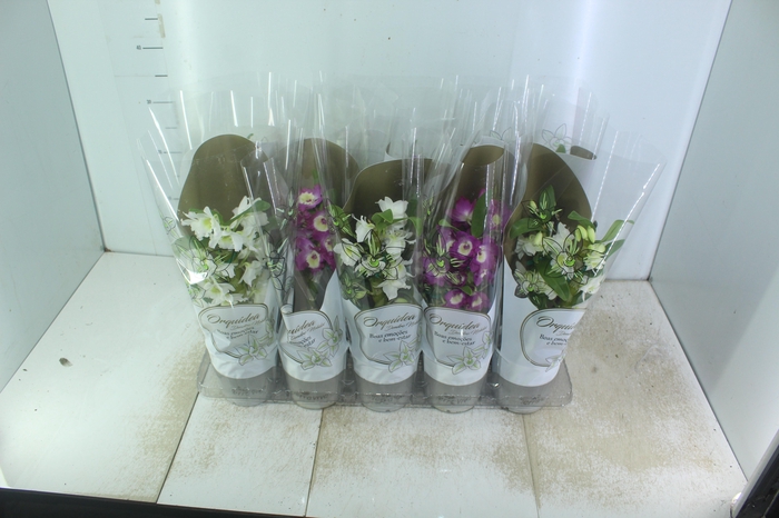 <h4>DENDROBIUM NOBILY P12</h4>