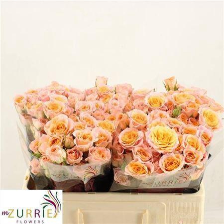 <h4>R Tr Sundial</h4>