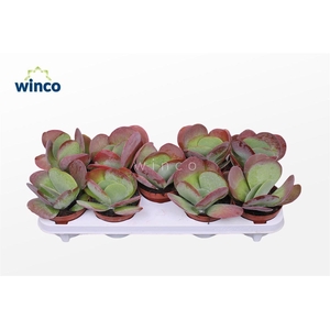 Kalanchoe Thyrsiflora