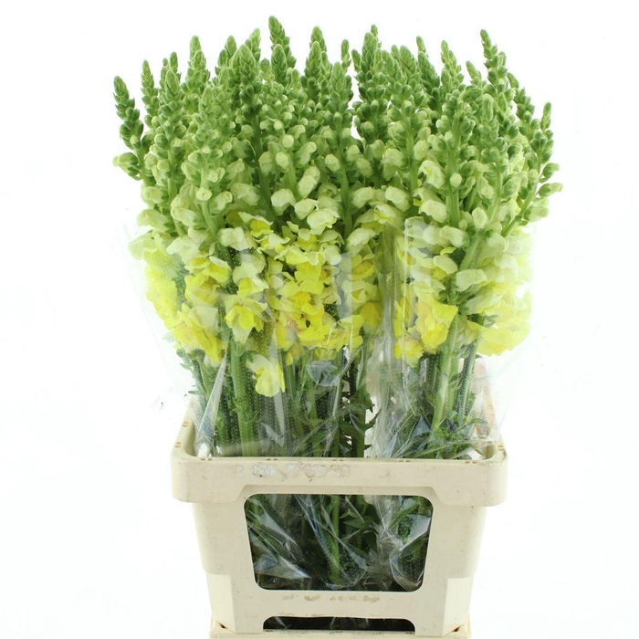 <h4>ANTIR OP YELLOW</h4>