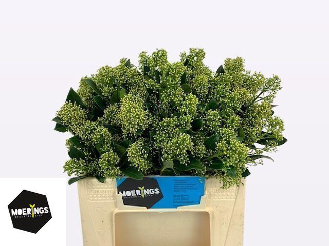 <h4>SKIM J YUKI BS</h4>