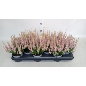 Calluna vulg. 'Beauty L Michelle'