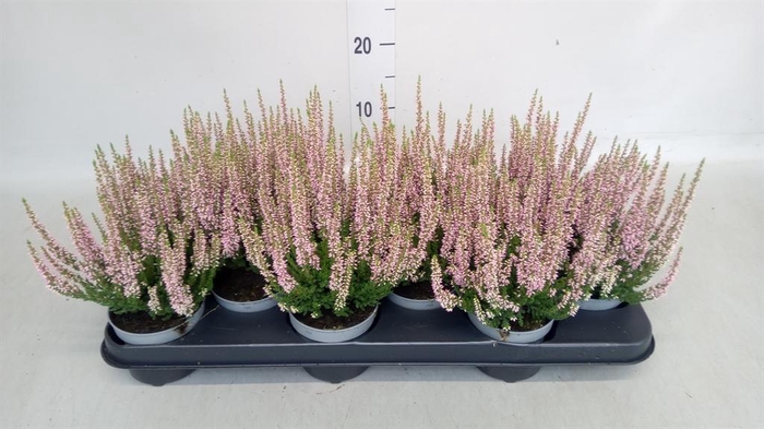 <h4>Calluna vulg. 'Beauty L Michelle'</h4>