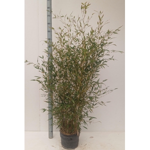 PHYLL AUREA