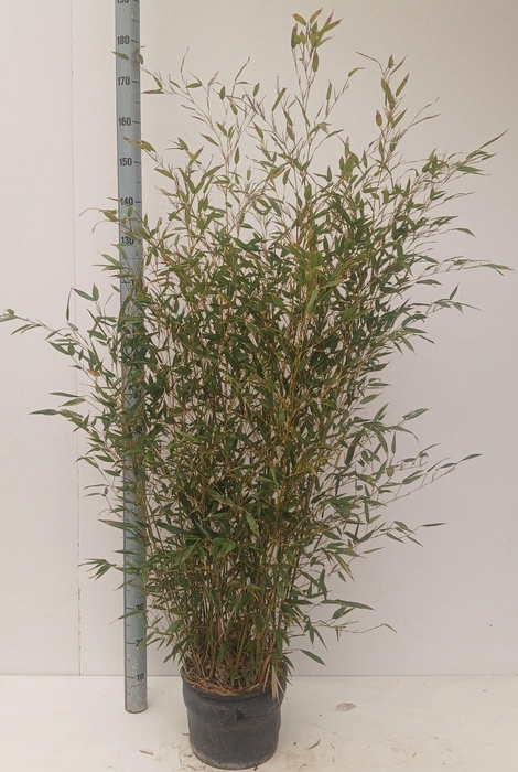 <h4>PHYLL AUREA</h4>