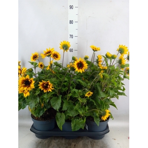 Helianthus an. 'Sunb Brown Eye Gir'
