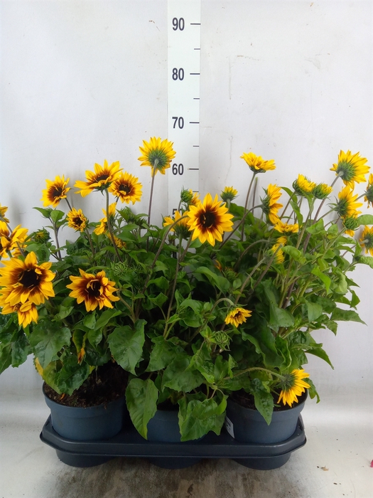 <h4>Helianthus an. 'Sunb Brown Eye Gir'</h4>