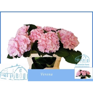 HYDR M CH VERENA