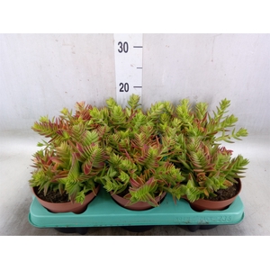 Crassula   ...