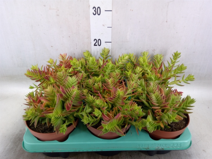 <h4>Crassula   ...</h4>