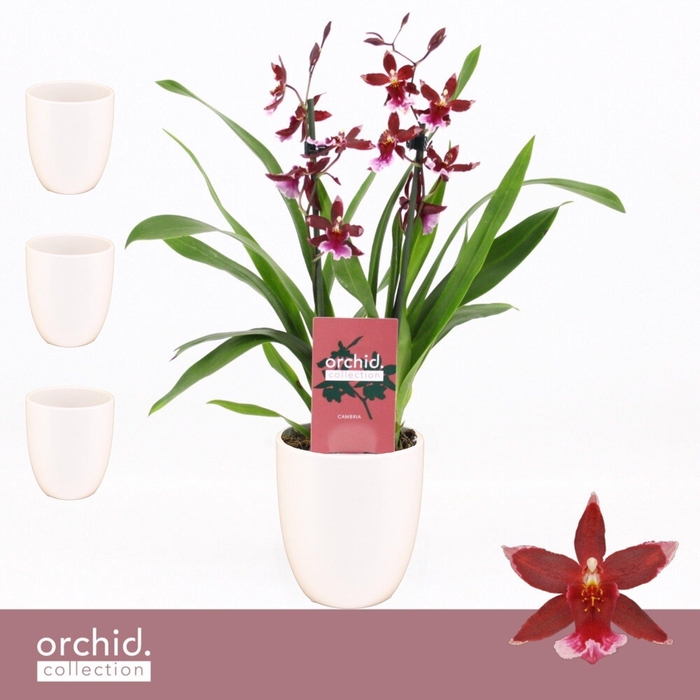 <h4>Barrocco Red, 2-spike Compact in Lotte White 'Orchid Collection'</h4>