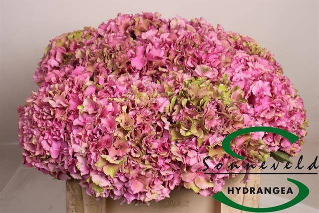 <h4>HYDR M ROY PARADE CL</h4>